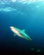 Další tygr z Umkomaas