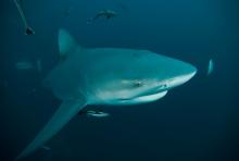 žralok bělavý